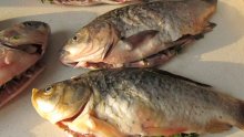 Как да познаете прясната риба за Никулден