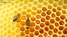 Как да познаете истинския мед