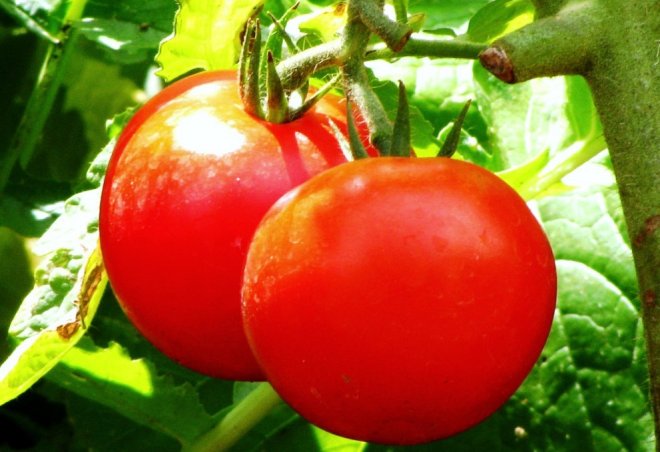 Ужас! Отровни домати по пазарите от месеци