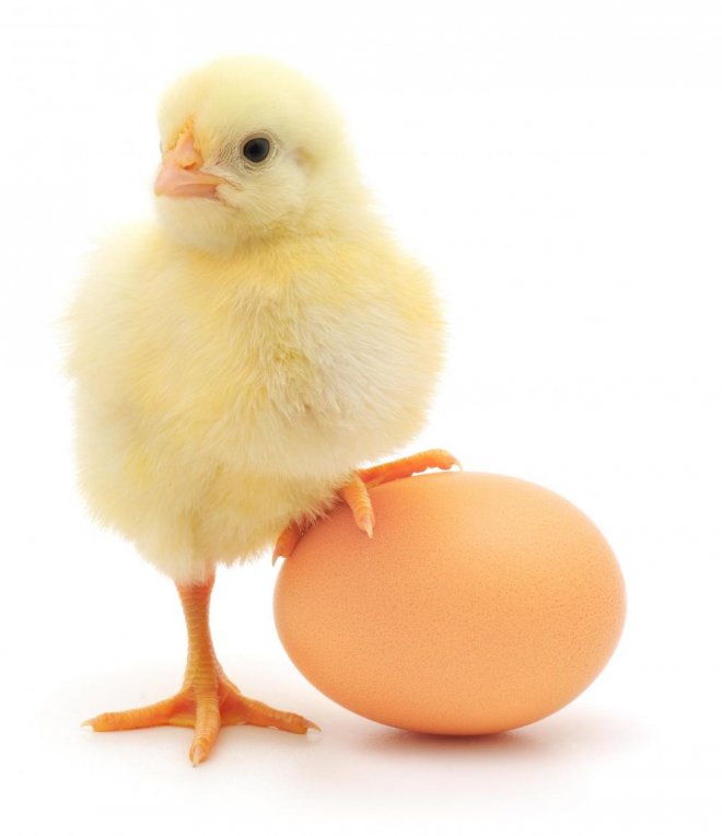 Забравете митовете – яйцата са полезни!