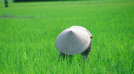 Оризът храни човечеството от 10 хилядолетия