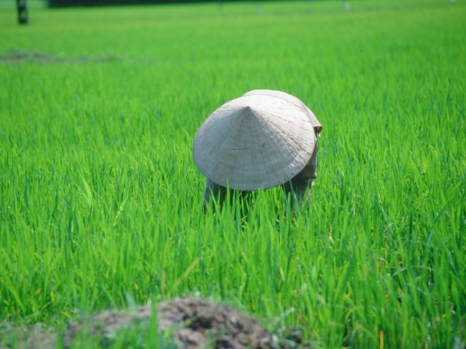 Оризът храни човечеството от 10 хилядолетия