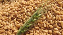 Лимецът е най-полезната пшеница 