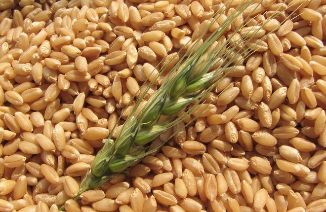Лимецът е най-полезната пшеница 
