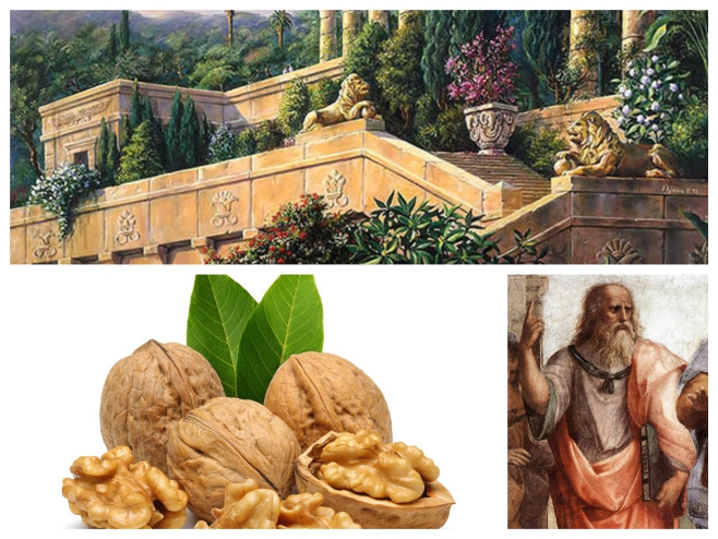 Вавилонците хапвали първите орехи 
